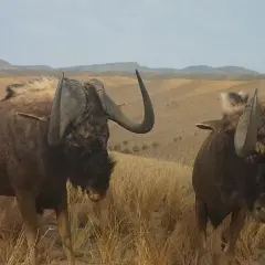 Czym się żywi antylopa gnu? Odkryj jej tajemnice diety i nawyków