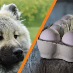 Czy pies może jeść surowe jajko? Poznaj fakty i zagrożenia