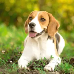 Nauczysz się jak wytresować beagle: 8 skutecznych technik szkolenia psa