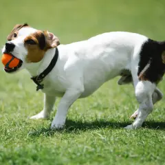Jak wytresować jack russell terriera - 5 skutecznych metod tresury