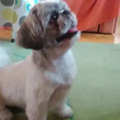 Skuteczne sposoby jak wytresować psa shih tzu: kompletny poradnik dla początkujących