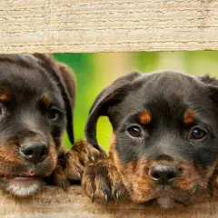 Dwa szczenięta Rottweilera zaglądają przez drewniane deski. Idealne do wyboru słodkich imion dla psa.