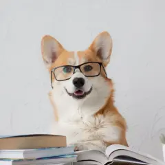 Inteligentny corgi w okularach, otoczony książkami, zgłębia tajniki kynologii.