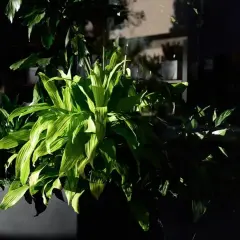 Duże, zielone liście rośliny w donicy. Zastanawiasz się, czy dracena jest trująca dla kota? Ta roślina wygląda na bezpieczną, ale lepiej sprawdzić.