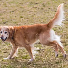 Złoty retriever z dysplazją porusza się po trawie, jego ogon uniesiony w górę.