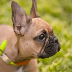 Buldog francuski: czy ta rasa ma ogon? Informacje na ten temat