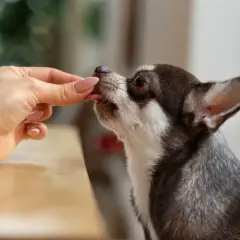 Chihuahua zjada smakołyk z ręki, być może to cimalgex dla psa.