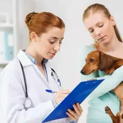 Białaczka monocytowa u psa: objawy, rokowania i co dalej?