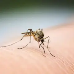Czym żywi się komar? Zaskakujące fakty o ich diecie i nawykach