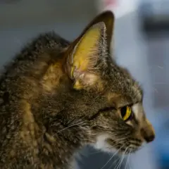 Objawy FIP u kota – Przyczyny, Objawy, Leczenie