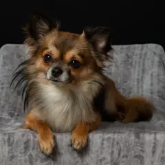 Uroczy długowłosy chihuahua, jakby pozował do zdjęcia, z pewnością zasługuje na najlepszą opiekę, może nawet na specjalny preparat jak cartrophen.