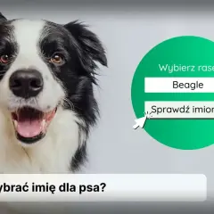 Uroczy border collie zachęca do wyboru rasy i sprawdzenia imion na literę H.