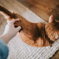 Ruda kotka na dywanie, głaskana ręką. Delikatne marcowanie kotów, czułe chwile.