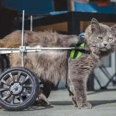 Dlaczego kot utyka na tylną łapę? Przyczyny, diagnoza i leczenie