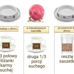 Poprawne dawkowanie mokrej karmy dla kota - kompletne zasady żywienia
