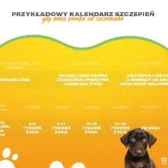 Kalendarz szczepień psa: wścieklizna po terminie, podstawowe szczepienia i dawki przypominające. Piesek czeka na opiekę.