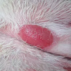 Zbliżenie na zaczerwienioną, błyszczącą zmianę skórną u psa, przypominającą histiocytoma.