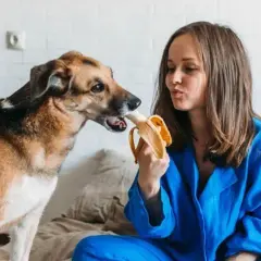 Czy pies może jeść miód? Korzyści i zagrożenia dla pupila