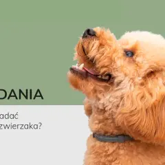 Jak pobrać psu mocz do badania? Praktyczny przewodnik krok po kroku