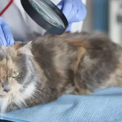 Weterynarz bada kota pod kątem liszaja. Rękawiczki i lupa pomagają w diagnozie.