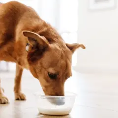 Rudy piesek pije z miseczki, zastanawiasz się, czy pies może kefir? Ten zdrowy napój może być dla niego dobrym wyborem.