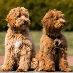 Dwa urocze szczenięta labradoodle siedzą obok siebie. Zastanawiasz się nad labradoodle cena?