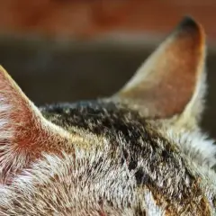Zbliżenie na futro kota i jego uszy, które wymagają czyszczenia. Widać brudne uszy u kota, pokryte sierścią.