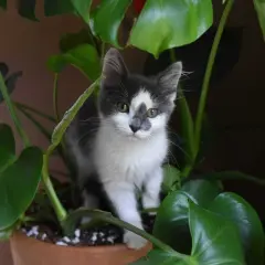 Mały kotek wśród liści Monstera deliciosa. Czy alokazja jest trująca dla kota? Ta roślina może być niebezpieczna dla zwierząt.