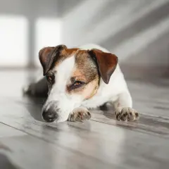 Jack Russell terrier odpoczywa na drewnianej podłodze, jego oczy patrzą w dal. Może to być moment zadumy przed kolejną wizytą u weterynarza, ale teraz jest czas na relaks. #diarvet
