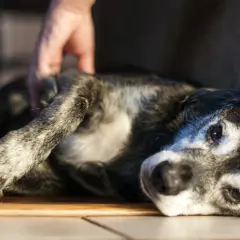 Starszy piesek odpoczywa, głaskany przez człowieka. Może potrzebuje leku, jak Phenoleptil, by czuć się lepiej.
