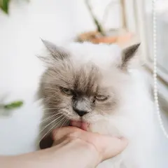Puszysty kotek o imieniu Czaruś liże dłoń.