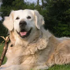 Skuteczne sposoby jak wytresować golden retrievera: poradnik dla właścicieli
