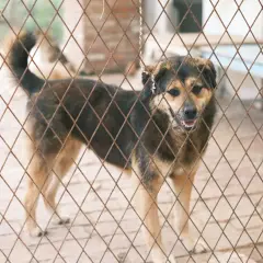 Adopcja zwierzaka – jak przygotować dom na nowego członka rodziny?