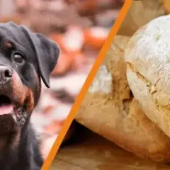 Czy pies może jeść pieczywo? Poznaj fakty i zagrożenia dla zdrowia