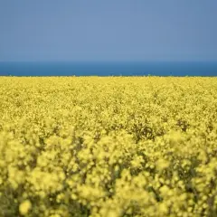 Czy olej rzepakowy jest bezpieczny dla psa? Fakty i zalecenia