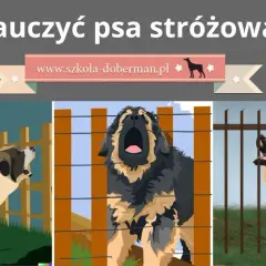 Jak wytresować psa obronnego w domu: kompletny poradnik i praktyczne porady