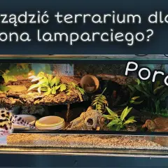 Wyposażenie terrarium - poradnik