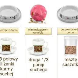 Prawidłowe dawkowanie suchej karmy dla kota - poznaj najlepsze zasady karmienia