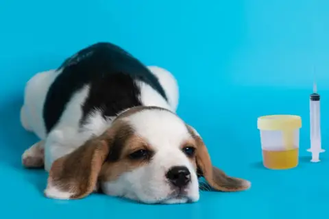 Smutny szczeniak beagle obok pojemnika z moczem i strzykawki. W moczu mogą być wałeczki szkliste.