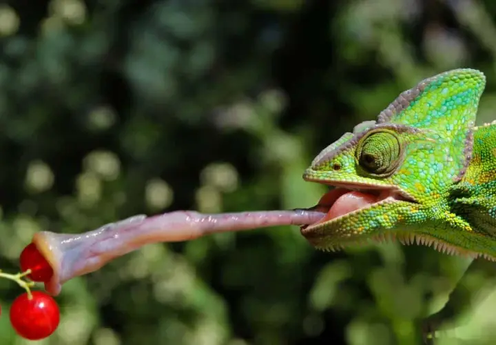 Zielony kameleon wyciąga długi, lepki język, by złapać czerwone jagody. Tak właśnie działa kameleon!