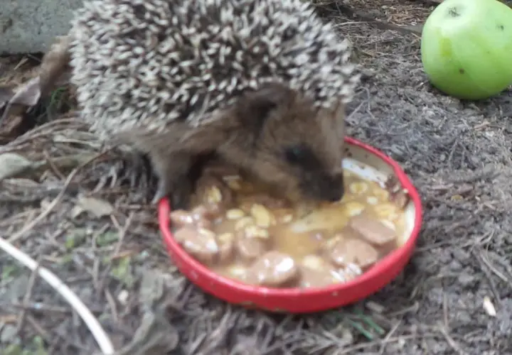 Czym karmić jeża? Dieta, mity i bezpieczne dokarmianie