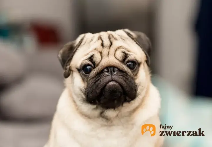 Uroczy mopsik z charakterystycznymi zmarszczkami. Zastanawiasz się, ile kosztuje mops?