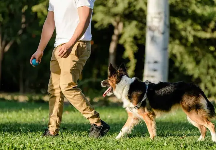 Skuteczne metody jak wytresować border collie: kompletny poradnik tresury