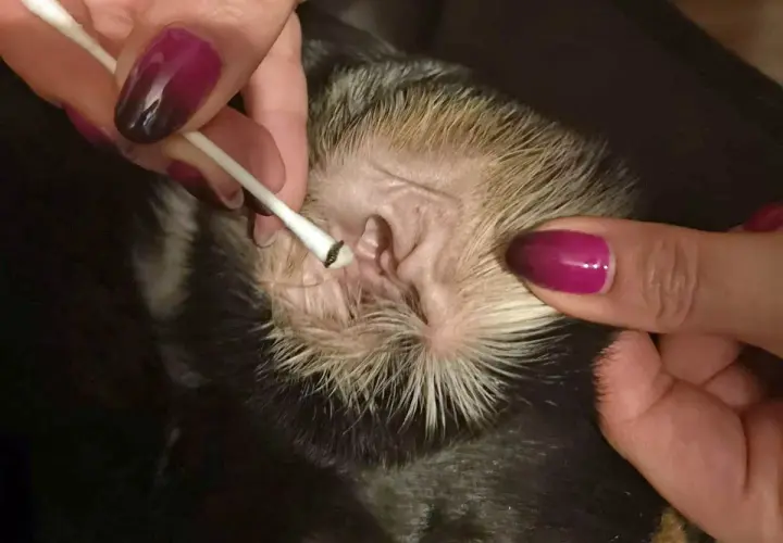 Czyszczenie ucha psa wacikiem, widoczne ciemne zabrudzenie na końcówce.