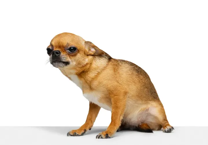 Mały piesek chihuahua w pozie jak do saneczkowania u psa, z zaciekawieniem spogląda w bok.