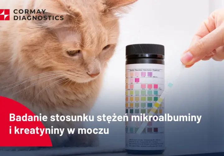 Badanie stosunku mikroalbuminy do kreatyniny w moczu kota. Test paskowy do analizy moczu.