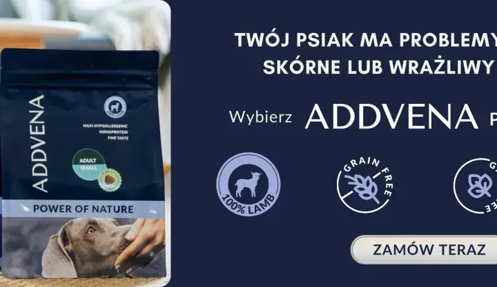 Maltańczyk siedzi obok paczki karmy ADDVENA Power of Nature.