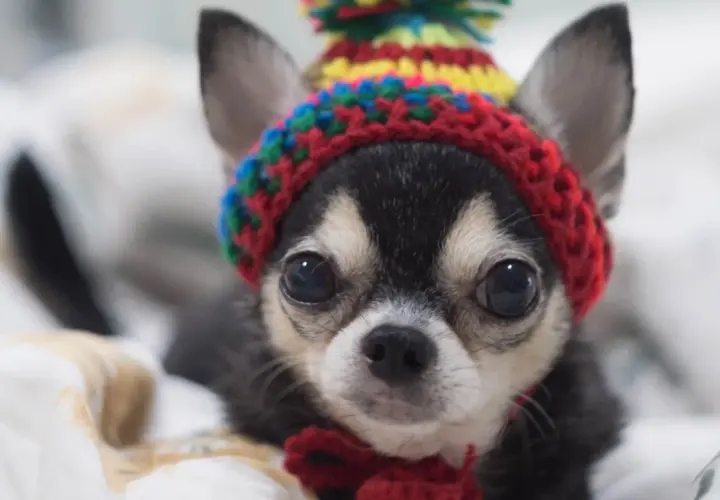 Jak wytresować chihuahua w 6 prostych krokach - skuteczne metody szkolenia