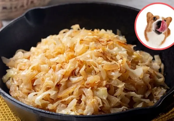 Czy pies może jeść kapustę kiszoną - odpowiedzi eksperta