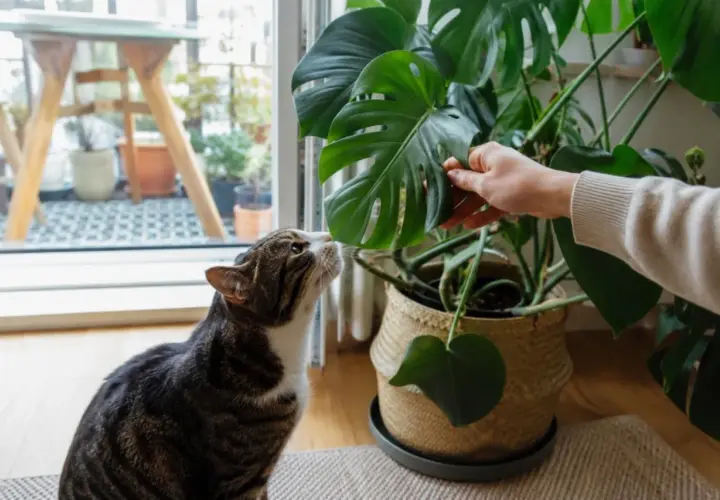Kot ciekawski wącha liść monstery, zastanawiając się, czy monstera jest trująca dla kota.